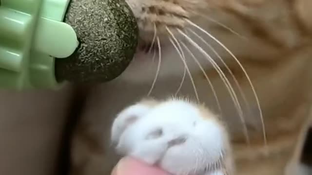 Don’t stop it...#pet #cat #funny #catnip #cute #foryou