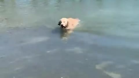 Funniest puppies video