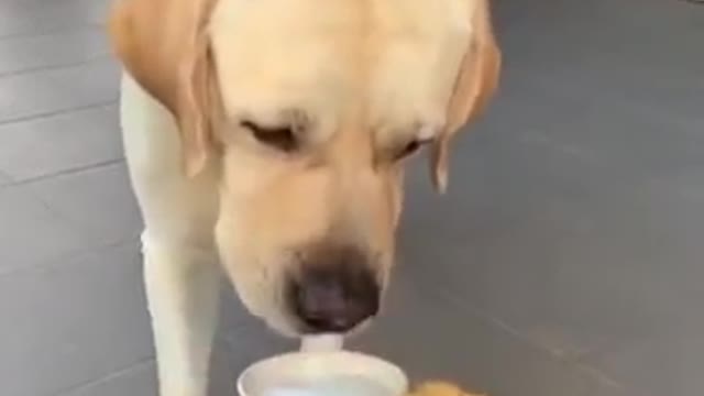 Try not to laugh at this ultimate funny dogs video compilation