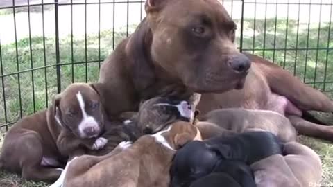 Mother pit bull snaps and got angry at her puppies