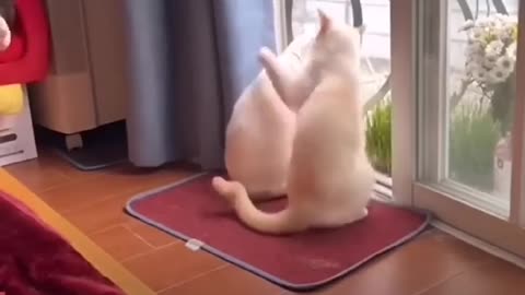 funny and cute cats #shortvideo #shorts