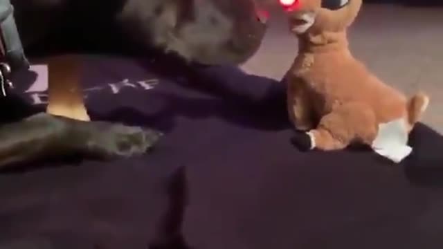 dog playing with a toy