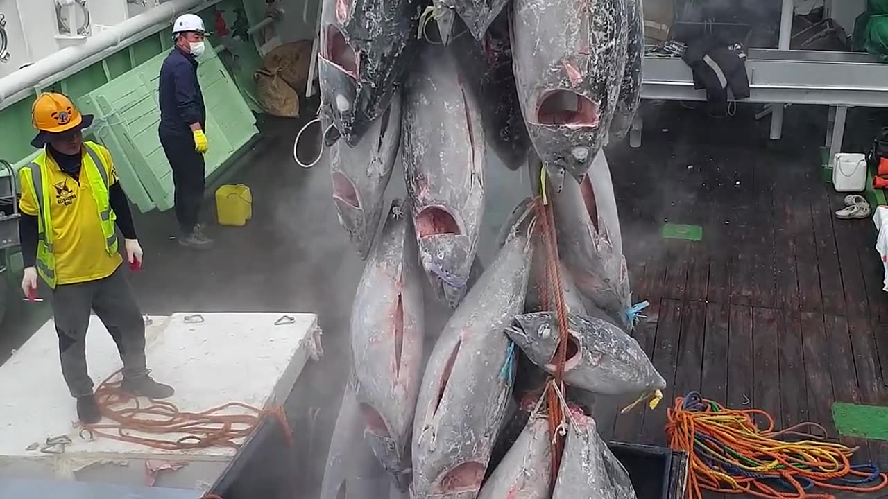 lifting frozen fish