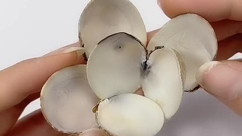 Using clam shell to make flower