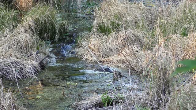 Male and Female American Alligators during a mating season