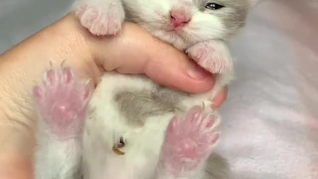 Cute Cat In Hand