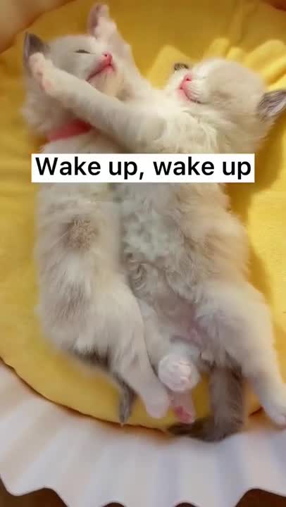 Cat has a crazy deep meow