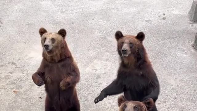 Dancing bear