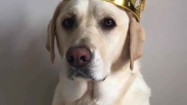 Funny Dogs ❤❤