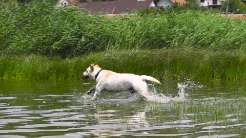 Dog run in to the water slow motion