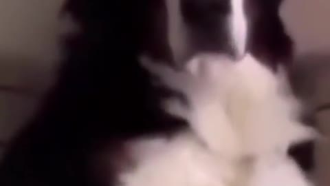 Baby Dogs - Cute and Funny Dog Puppies