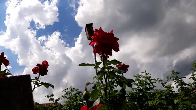 Timelapse sky and rose