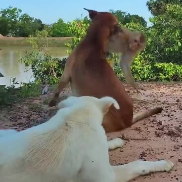 Warmly_Video_!_SokYaa___OG_Relaxing_As_Human_#shorts(720p)