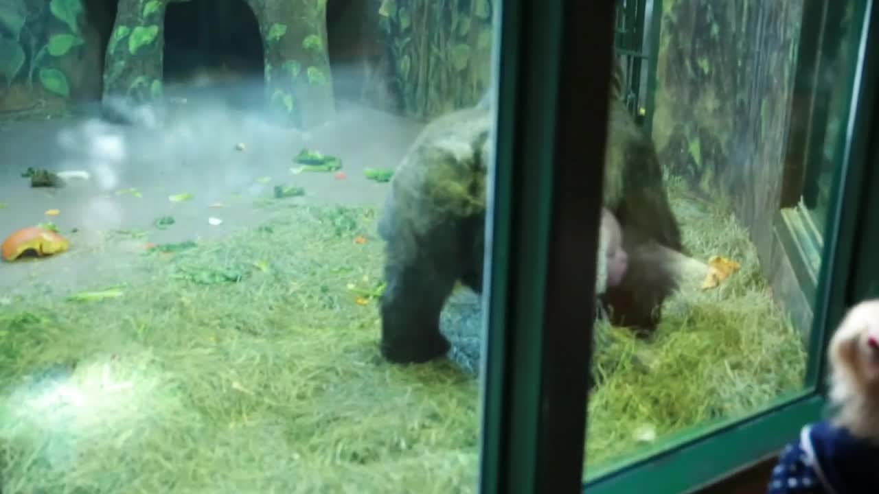 Children watching gorilla