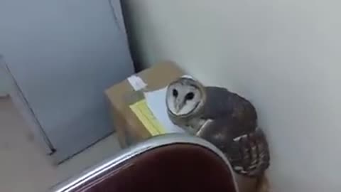 owl flew into my classroom