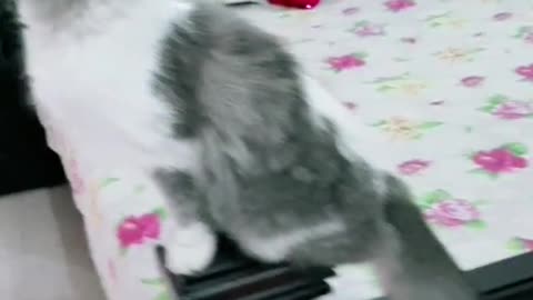Smart cats
