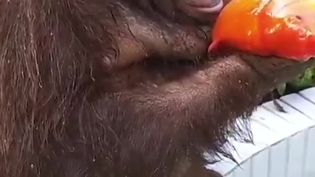 This orangutan 😂