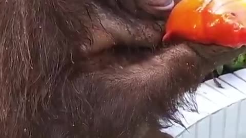 This orangutan 😂