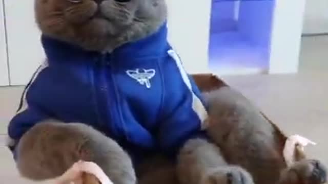 Funny And Cute Cat Videos to Make Your Day!