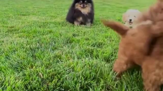 #Cute Puppies#Playing II in Garden