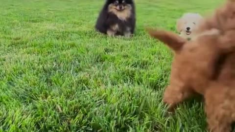 #Cute Puppies#Playing II in Garden