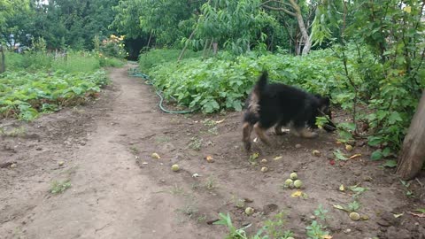 Cute puppy playing with the owner