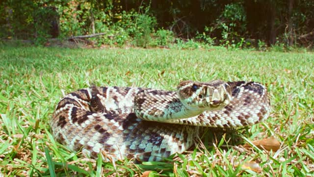 Rattlesnake Bite stock video Georgia - US State, North America, Southern USA, USA, Snake