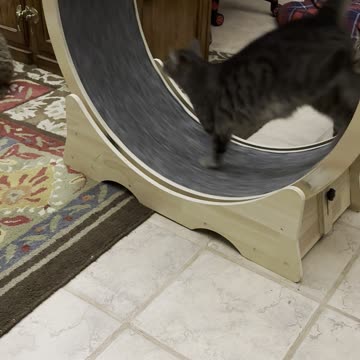 Cat on the Wheel