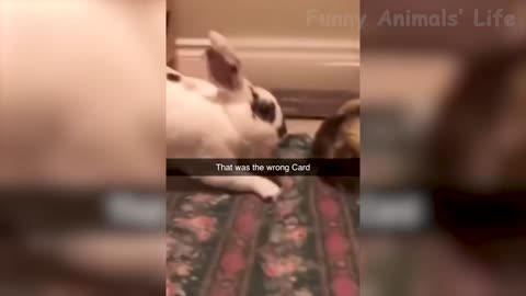 TikTok funny animal best of 2022