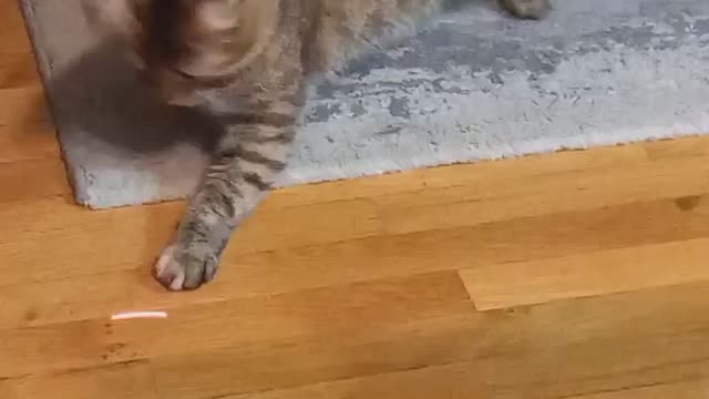 Cat is playing with a red dot