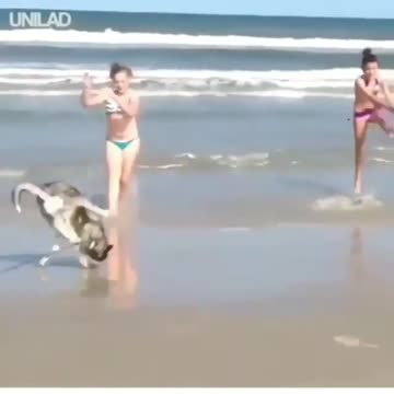 Husky Trying To Flip Like Humans
