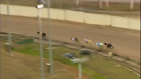 Strength of dogs for a track race