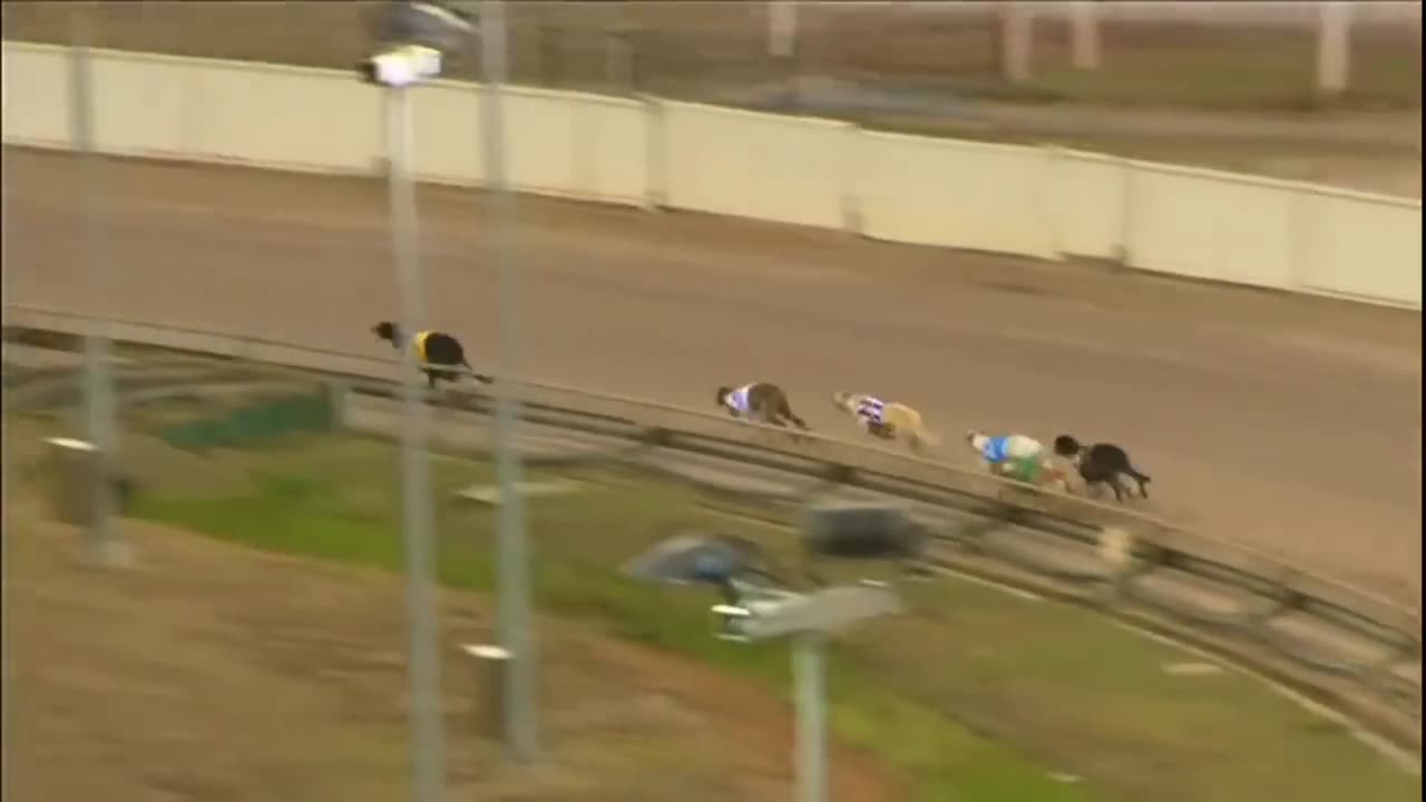 Strength of dogs for a track race