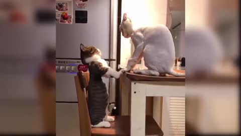 Awesome SO Cute Cat! Cute and Funny Cat Videos to Keep You Smiling!#10