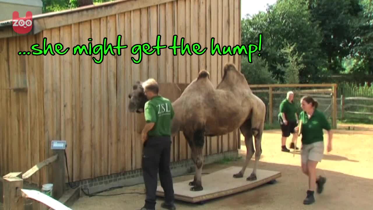 Animal Check-Up At London Zoo