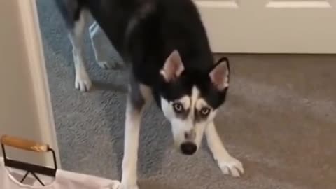 Funny Husky video compilation | Funny videos #shorts