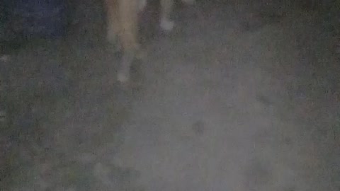 How dangerous cat's eye in the night!!