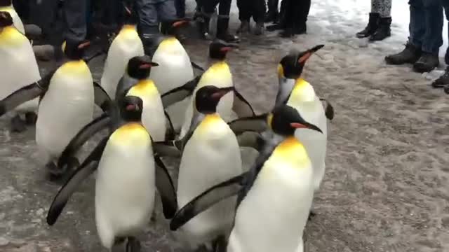 Penguins 🦆