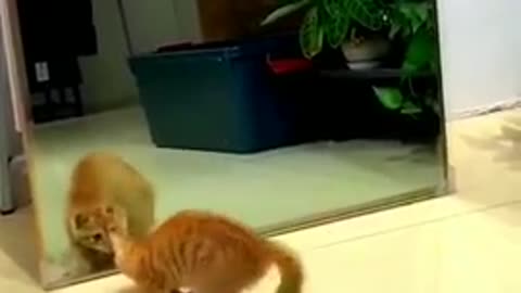 Funny Cat 😺🐈 videos 😂😂😂😂