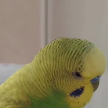 The love bird sings with wonderful voices inside the house