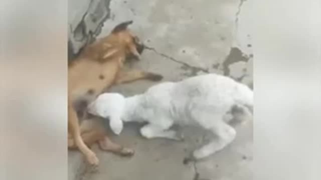 Sheep attacks a mother dog and breastfeeds with force