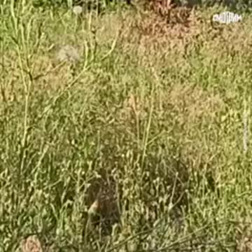 Cittadini ucraini, ottenuto il passaporto russo bruciano il vecchio passaporto