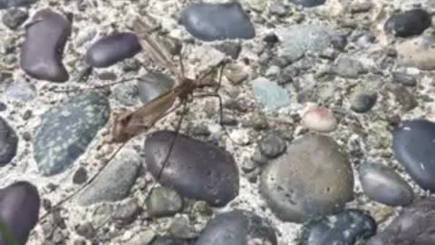 Microscope View: Mosquito Eater