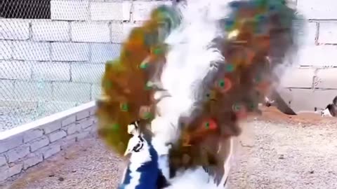 Beautiful Peacock