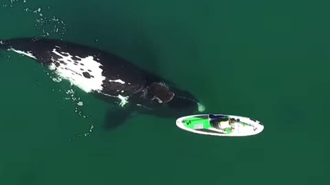 A Whale gently pushing a paddleboarder
