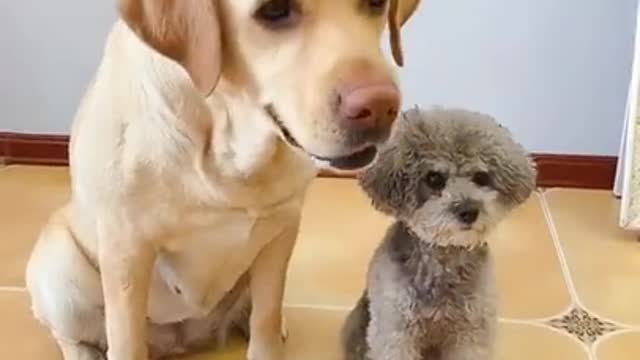 Baby Animals 1 Minutes of Funny Cats and Dogs Videos 2021