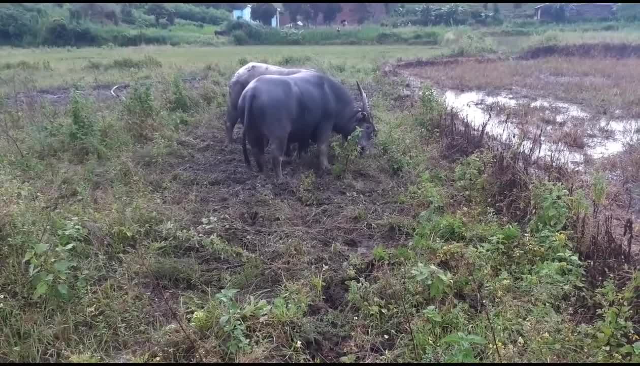 Buffalo fighting