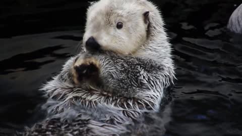 A relaxed otter