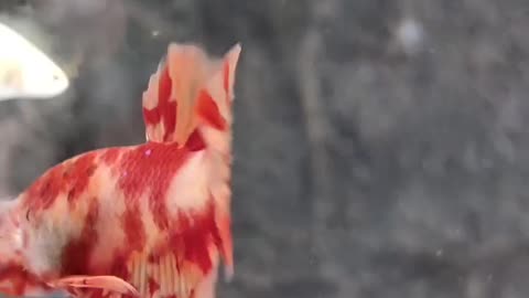 Betta Fish Plakat Koi Leopard