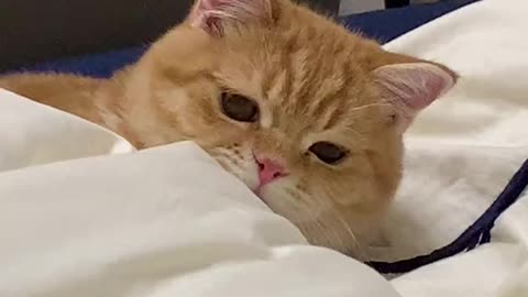 I can't hold on to my sleeping cat. It's so cute